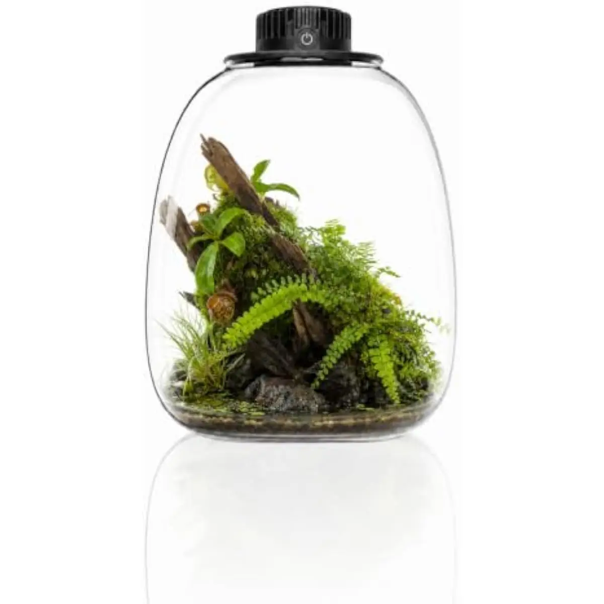 Round Bio Bottle Terrarium with Adjustable Ventilation System, USB-Powered LED Grow Light, Low-Iron Glass Construction, 6.89 X 6