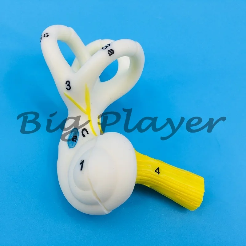 قناة نصف دائرية للأذن البشرية، القوقعة، نموذج تشريحي لقناة نصف دائرية، الأذن الداخلية، نموذج الأذن، نموذج الأذن المفقودة