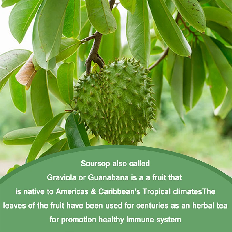 Soursop Graviola - Enhance Immunity, Promote Digestion and Cell Health, Anti-oxidant