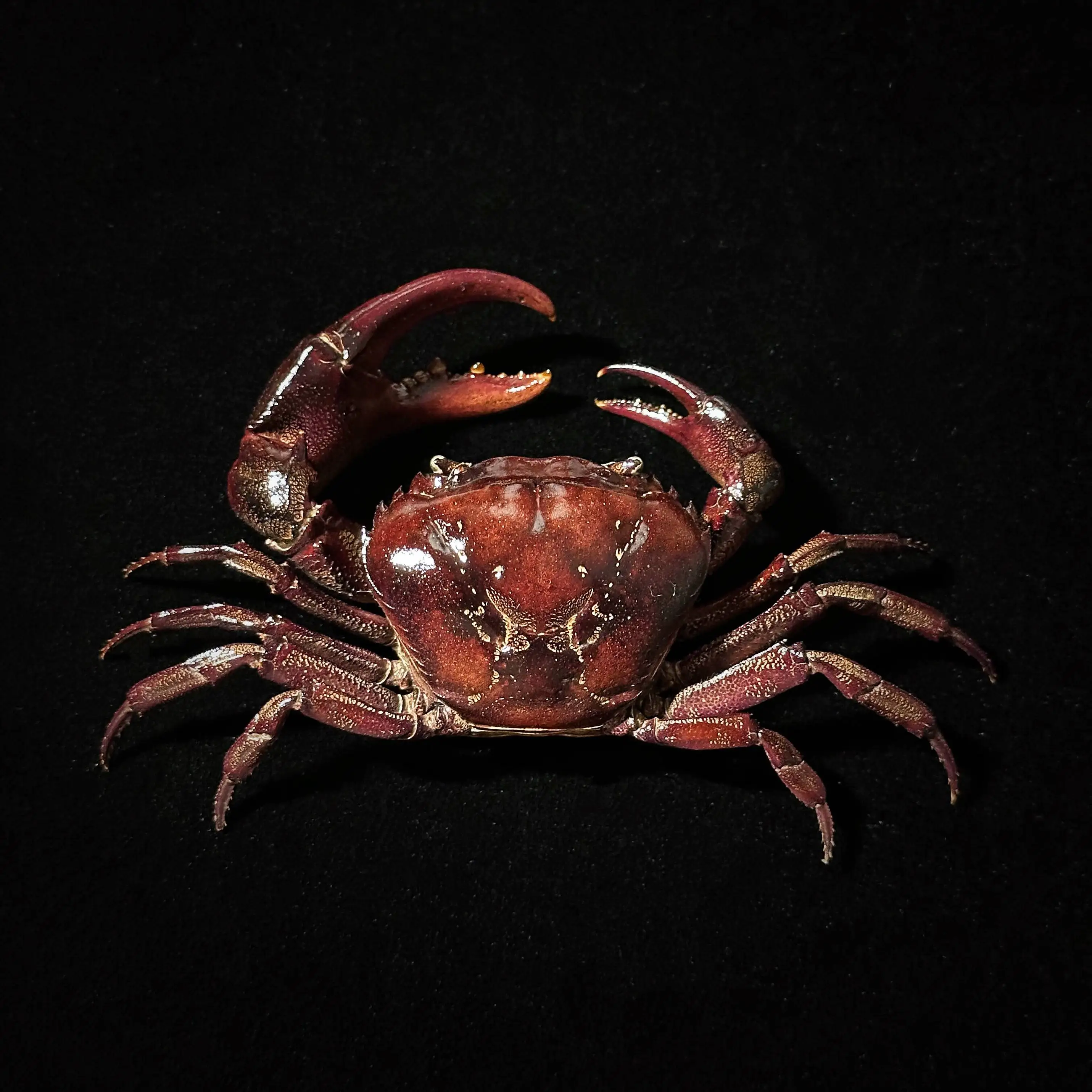 Purple waist crab crab specimen photo frame finished real crab production display collection hit style birthday gift
