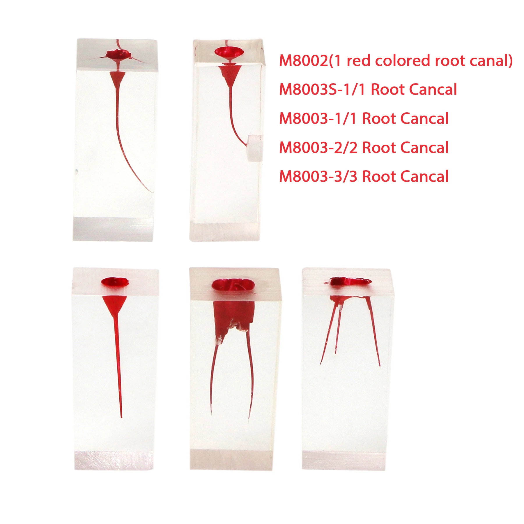 Modelo Dental Endo de conducto radicular, pulpa, cavidad RCT, bloque de práctica de estudio, entrenamiento de endodoncia, modelos de enseñanza de dentista