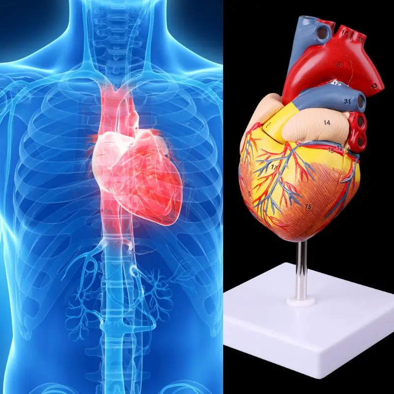 Herramienta enseñanza médica anatomía, modelo corazón humano anatómico desmontado