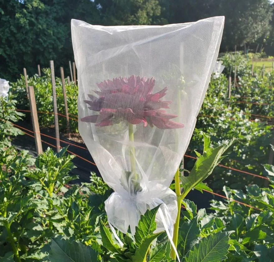 Sacchetti di protezione per frutta d'uva di grandi dimensioni da 100 pezzi sacchetto di rete da giardino con coulisse sacchetto di rete per fragole di verdure Anti-uccello agricolo