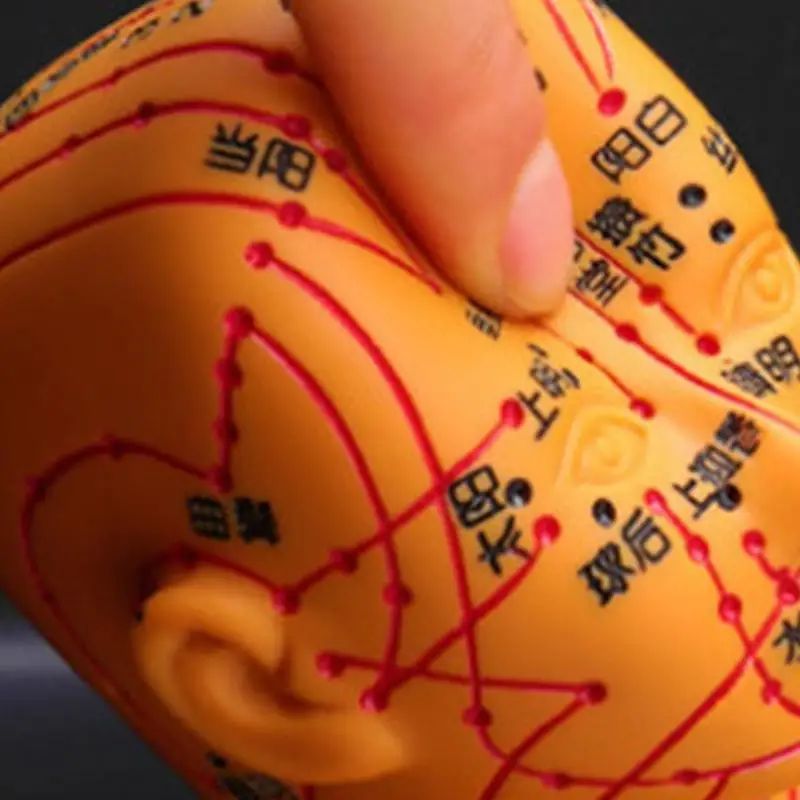 

Y88B Professional Acupuncture Model 20.47In Human Acupuncture Model with Acupoints Meridians Point for Acupuncture Practice
