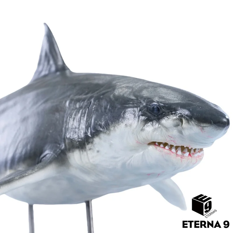 E9 Great White Shar…