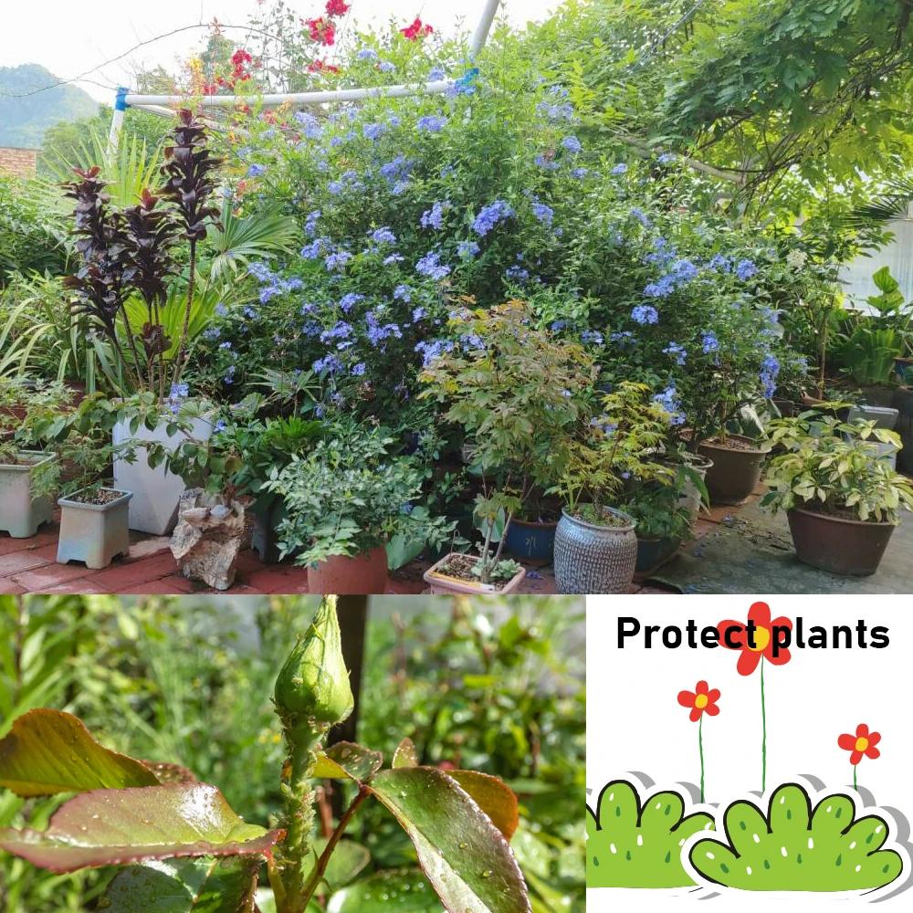 30 جرام فطر التحكم الحيوي المتقدم من Purpureocillium lilacinum لتحقيق Nematode الأسمدة الميكروبية لخصوبة التربة