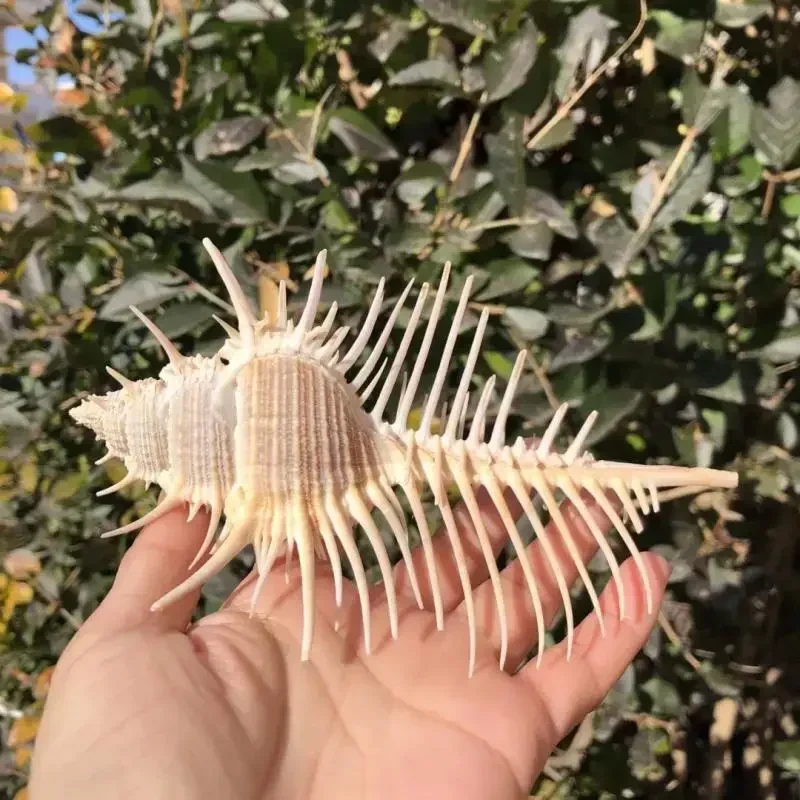 Natural Conch Shell Spiny Snail Venus Murex Witch Murex Landscaping Mediterranean Style Floor Decoration Ornaments