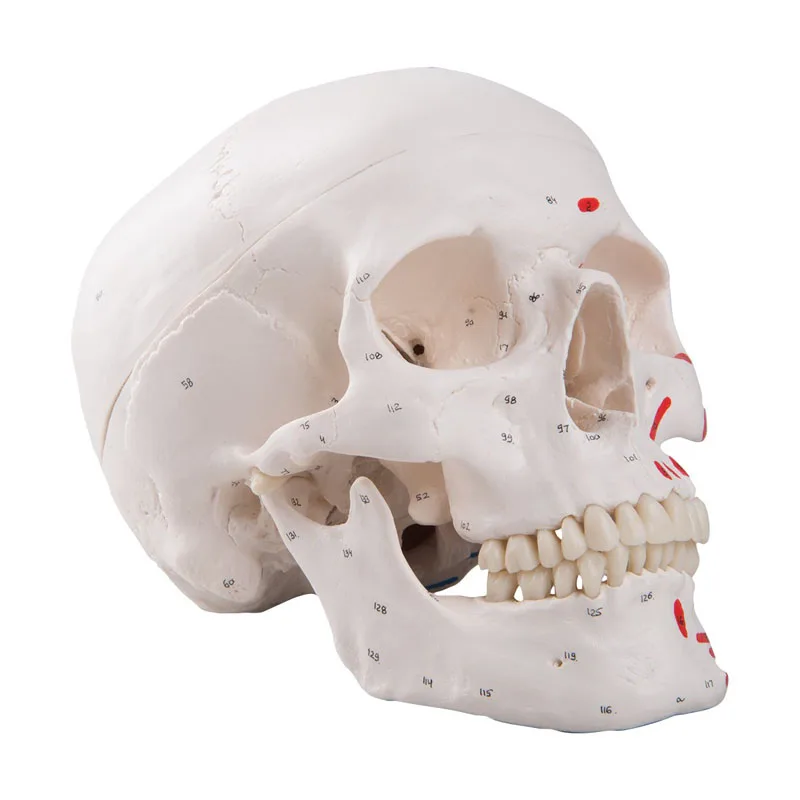 Colored Human Skull Head Anatomy Model Medical Teaching Tools Drop Shipping