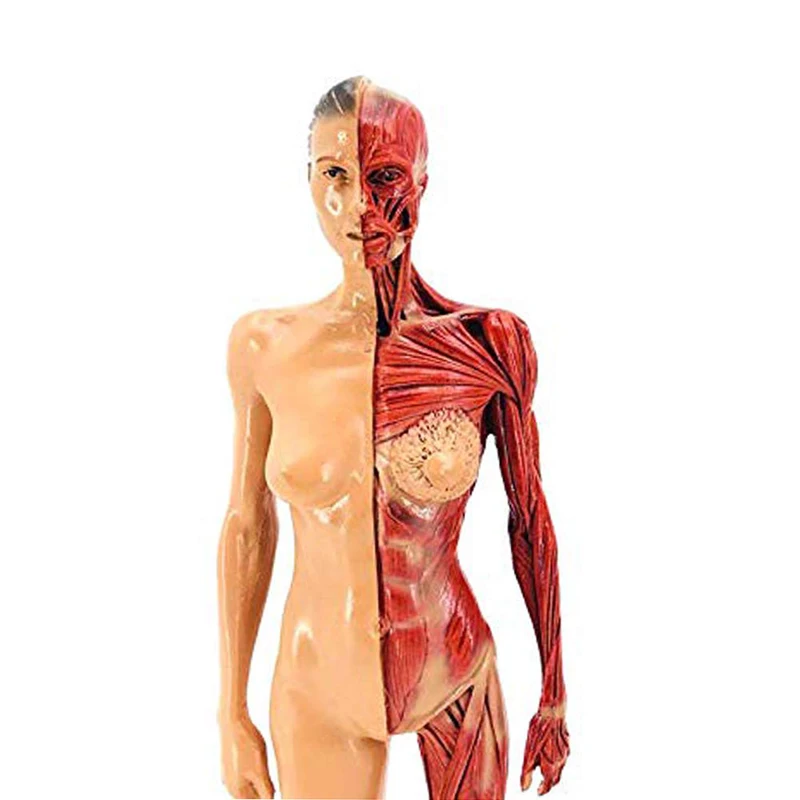 30cm Resin Human Artistic Mannequin Musculoskeletal Anatomy Muscle Skeleton Model Structure Art CG Painting Sculpture Teaching
