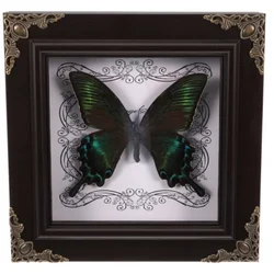 DIY Schmetterling Probe Foto rahmen Display Rahmen Wandbehang Halter Wohnkultur Ornament gerahmt hand gefertigt