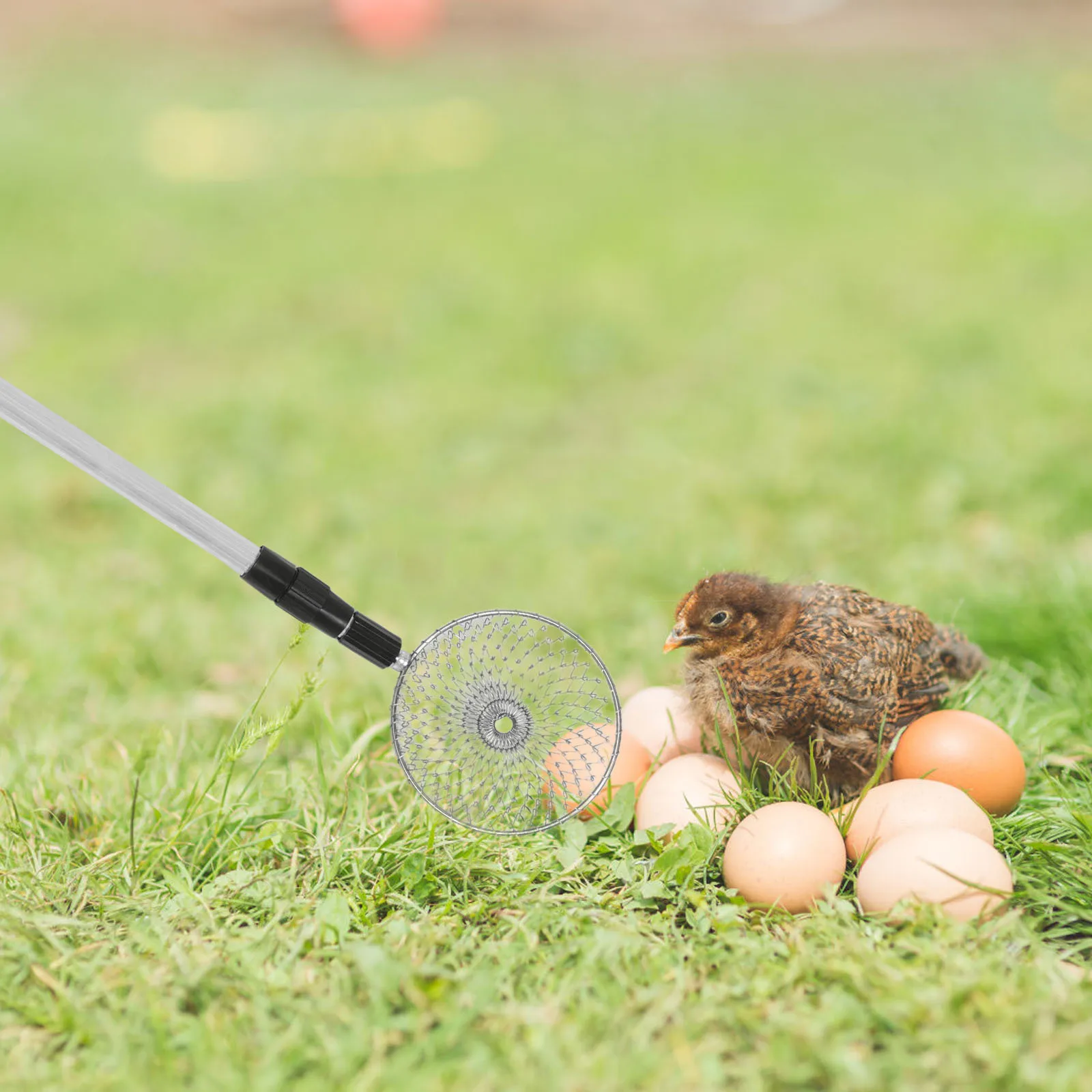 

Expandable Egg Grabber Adjustable 17.32-29.5 Long Handle Stainless Steel Wire Egg Basket Chicken Coop Poultry Nest