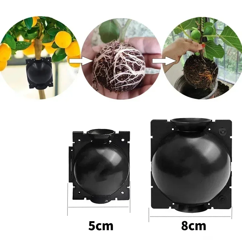 Boule de Propagation de jardin 5cm/8cm, 8 pièces, boîte de culture d'arbre de racine de plante réutilisable, dispositif d'enracinement de plantes, dispositif de graffiti à haute altitude