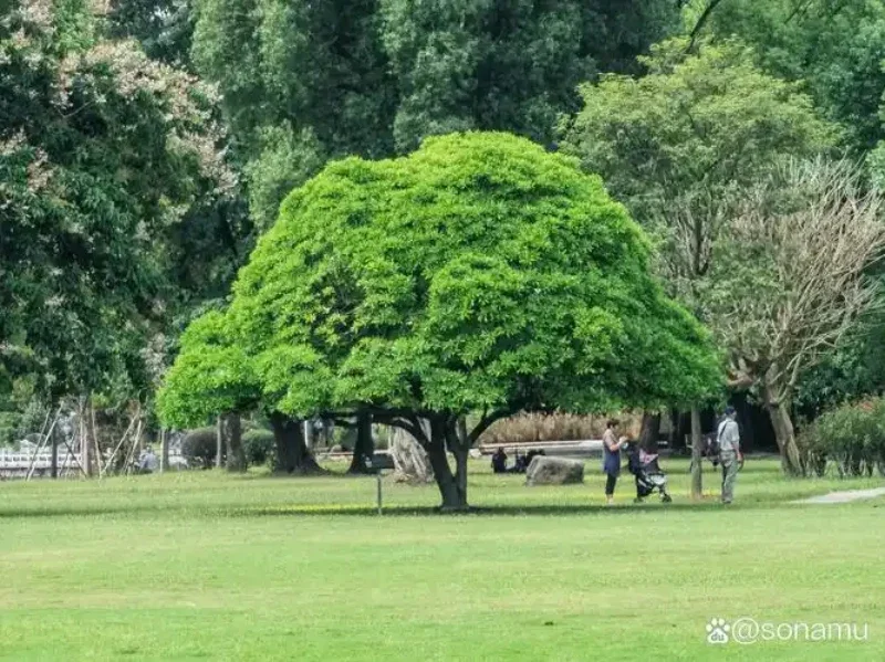 

For Lexus RX PHEV paint pen Supplies Modification Accessories Car paint scratch repair car scratch remover Paint repair set