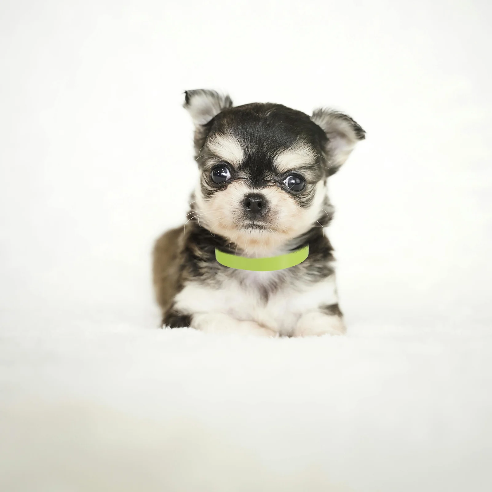 

100pcs Pet Identification Collars Adjustable Puppy Litter Bands Name Tags Pets Durable Comfortable Dog Cat Collar Tag