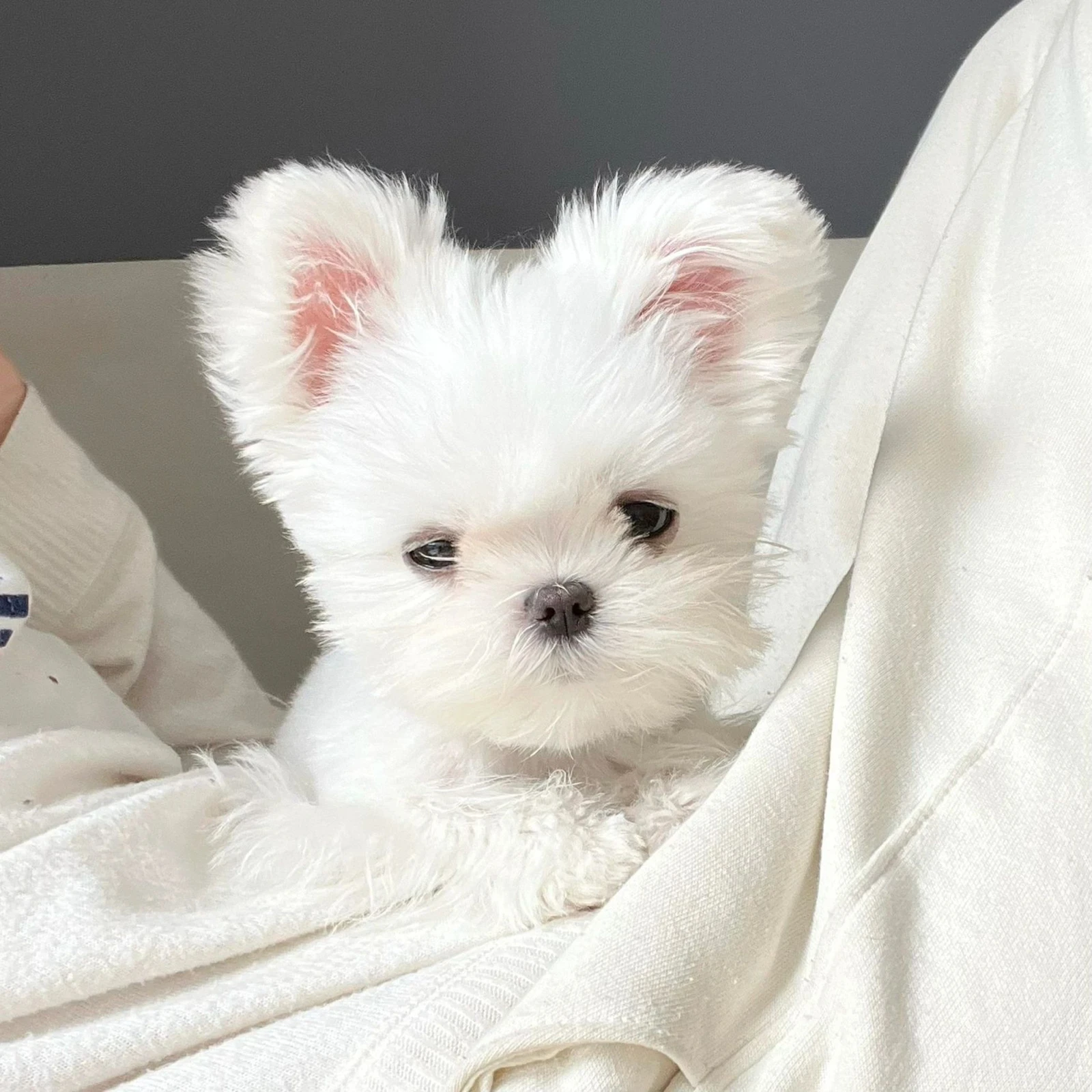 Boîte de vitesses ondulée en métal, couvercle supérieur et inférieur 144001 – 1254 pour pièces de rechange de voiture 1/14 WLtoys 144001 RC