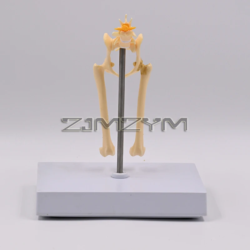 1:1 Cat Hip Joint Model Cat Skeleton Bone Animal Veterinary Teaching Teaching Instrument
