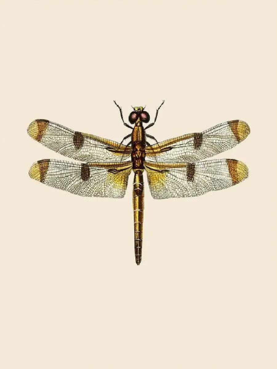 Vintage Dragonfly Natural History Art Canvas Painting  Insect Wall Prints for Childrens Room  Home Decor