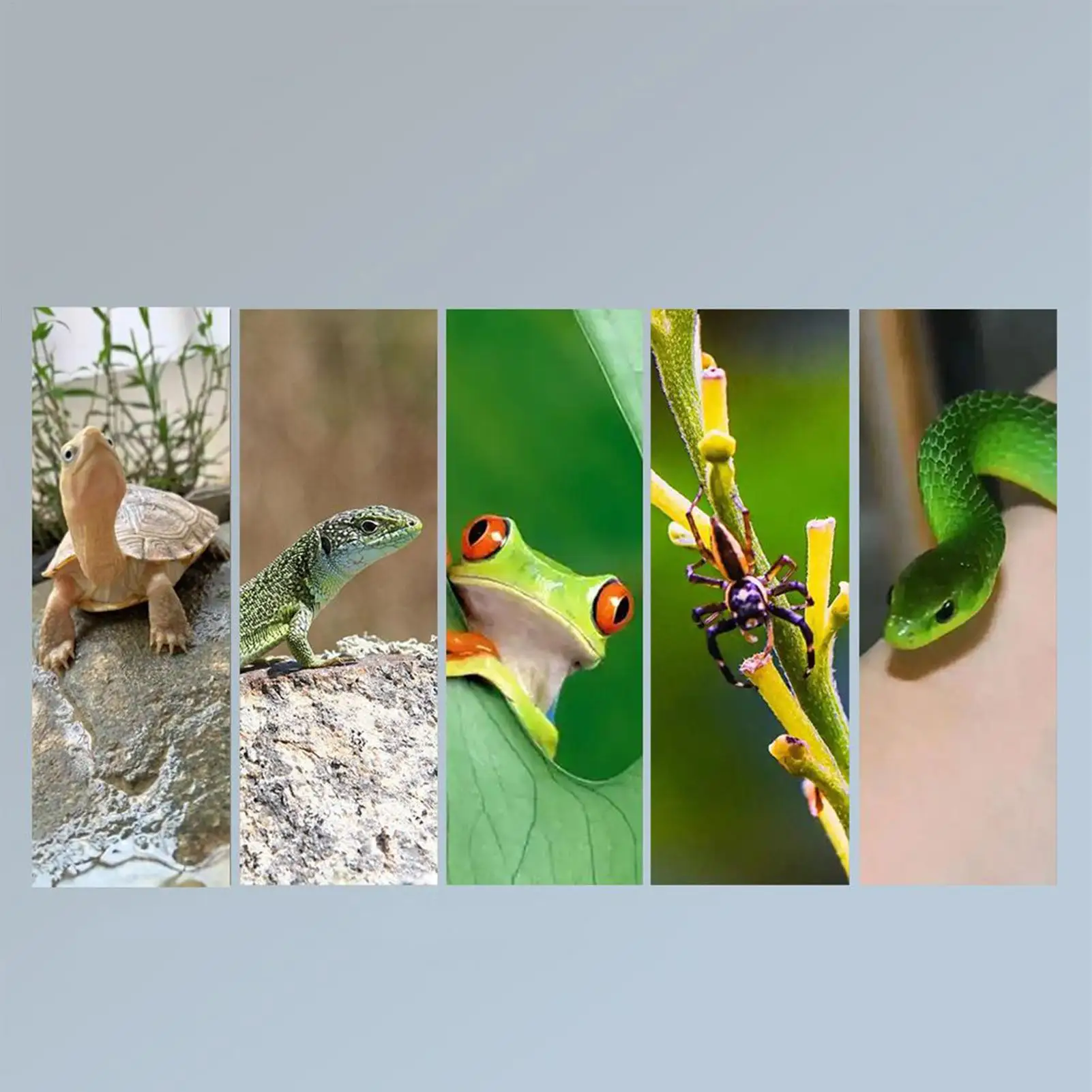 

Turtle Heat Light Full Spectrum Daylight Simulation Terrarium Heat Lamp For Reptiles For Gecko Snake Tortoise Chameleon Living