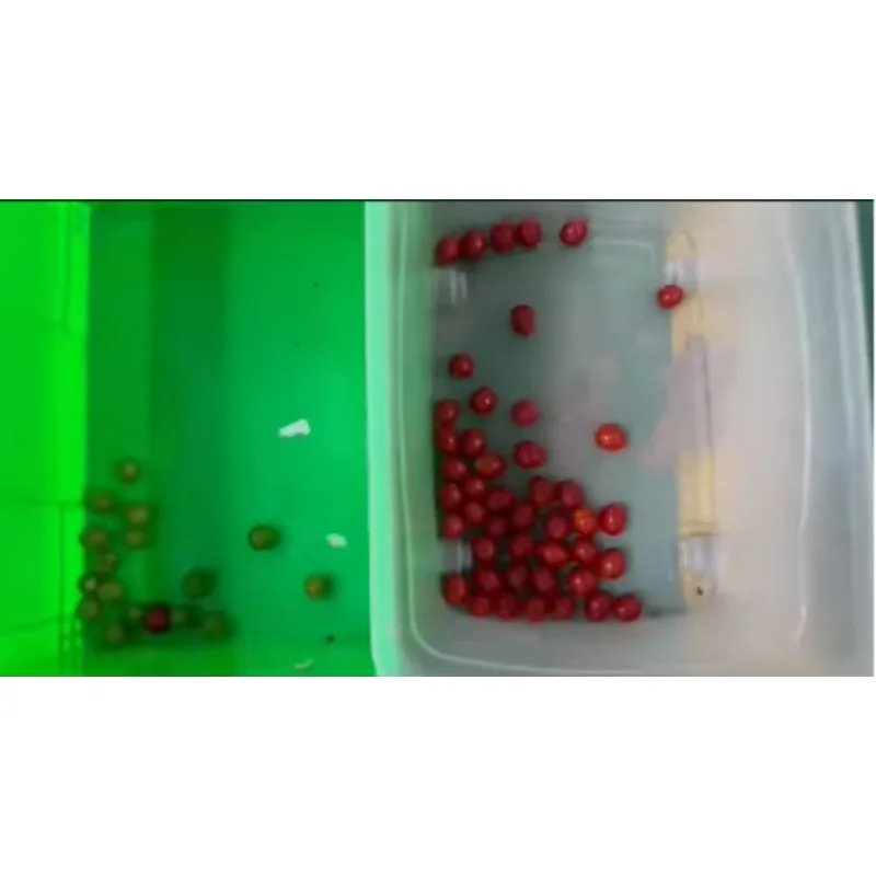 Automatic Fruit Vegetable Shape & Color Sorter Grader with 99.99% Accuracy 800-1000kg/h Capacity LED Lighting