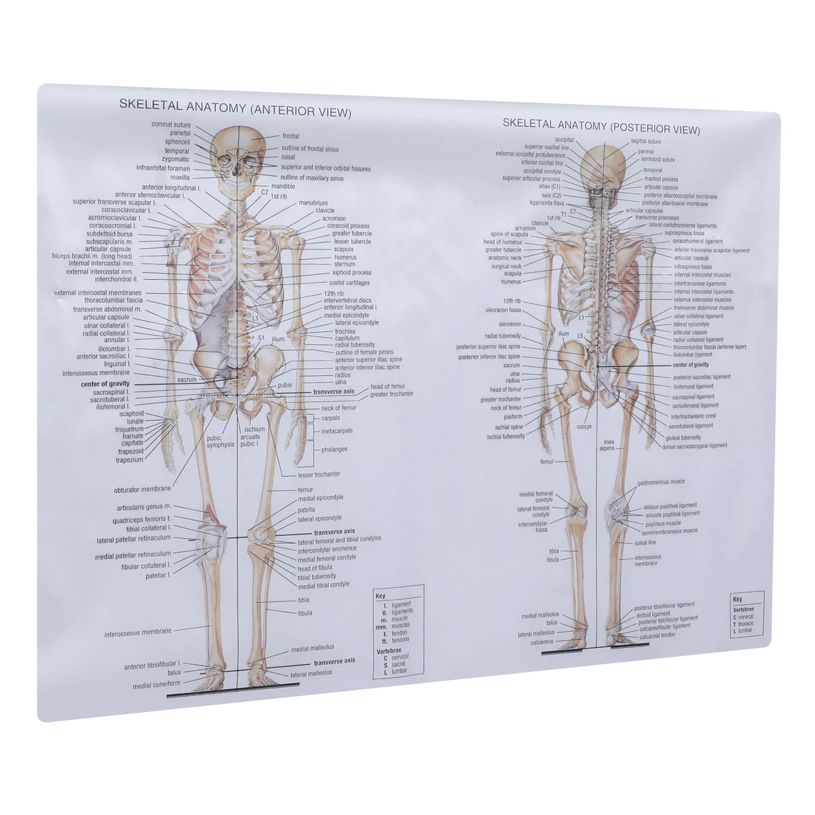 Plakat Anatomia Obraz Szkielet Nauczanie Dissekcji człowieka Figurka kości Schemat mięśni do malowania w szkole Mężczyzna