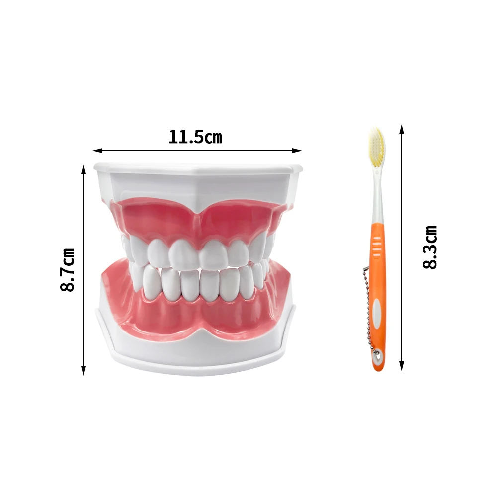1pcs Dental Caries Model Plastic Dental Model Teeth Brushing Model Dentistry Teeth Model With Toothbrush For Studying Teaching