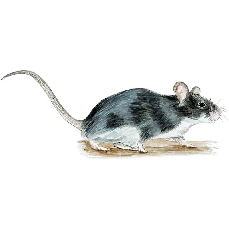 

Rat Rodent Almost Alive Vinyl Decal Sticker Auto Car Truck RV Cell Cup Boat Cartoon Car Stickers