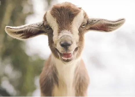 

RC 4-сторонний 4-канальный беспроводной пульт дистанционного управления управления с лебедкой для 1/10 RC Crawler Axial SCX10 90046 Traxxas TRX4 Redcat MST