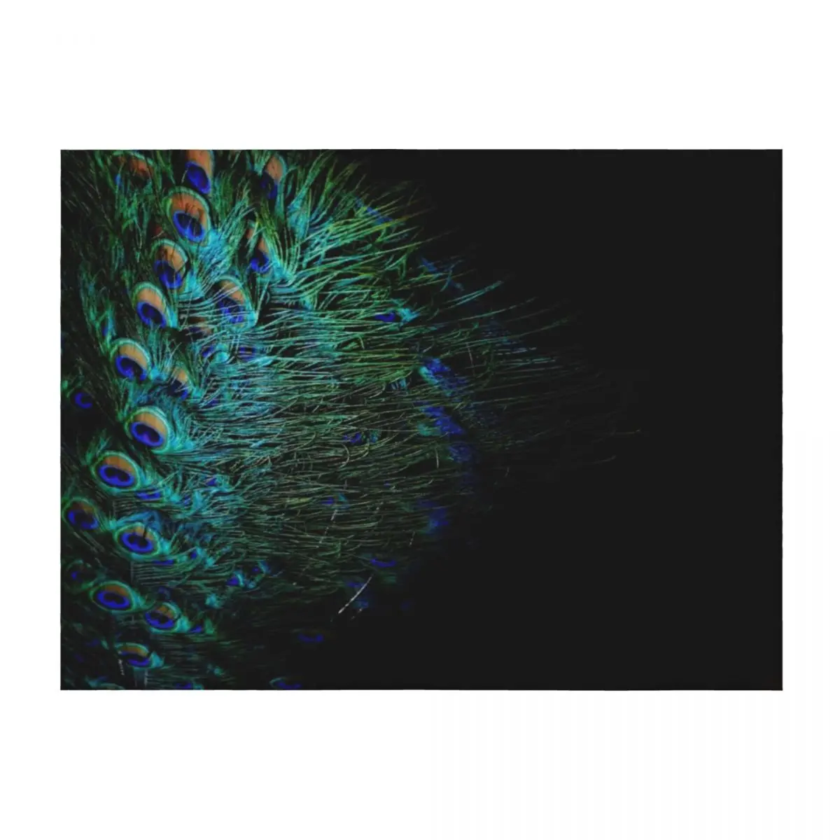 

Peacock feathers on a black background Throw Blanket for babies wednesday Soft Plush Plaid Comforter Blankets
