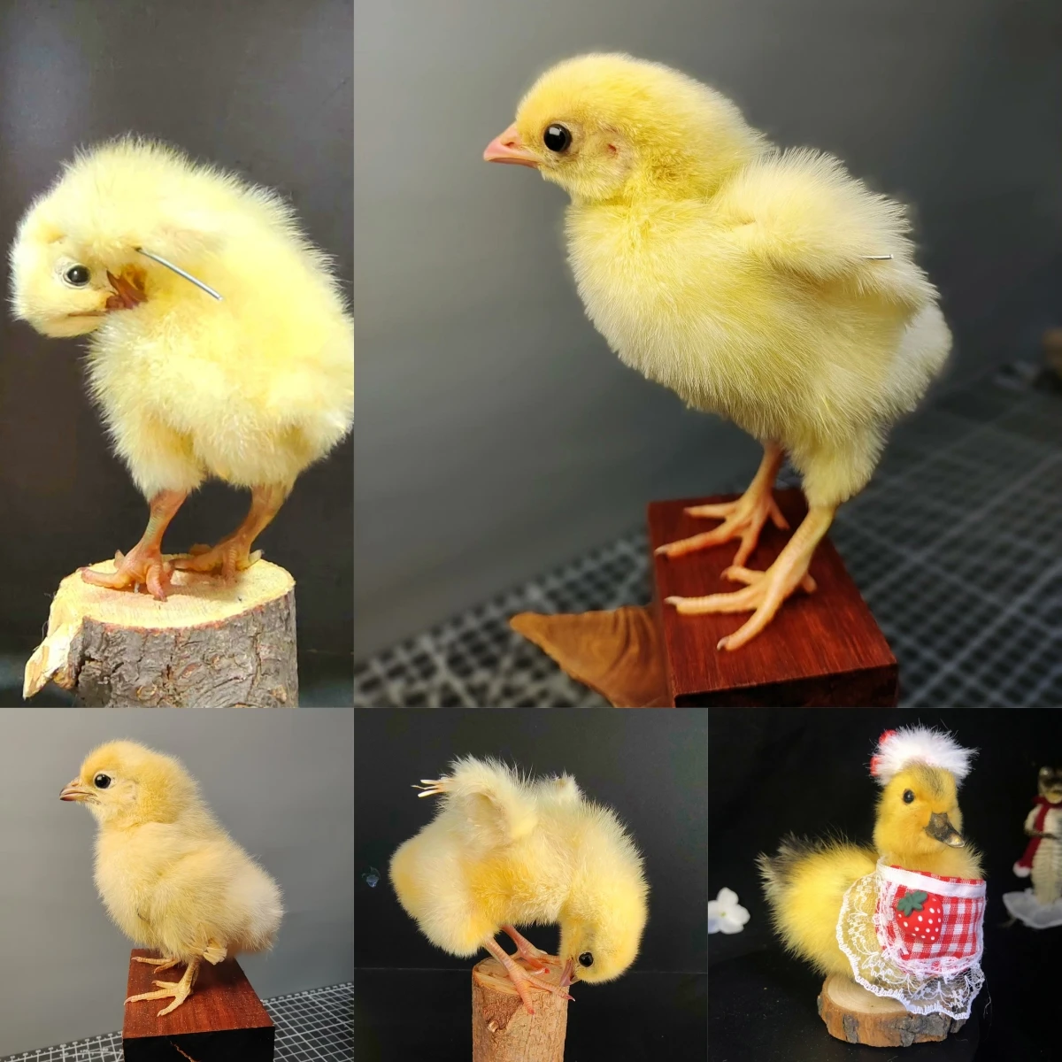 

2068 Wholesale Chicken Duck Models for Wedding Decoration Christmas Halloween Party Ornament Science Teaching Props Figurines