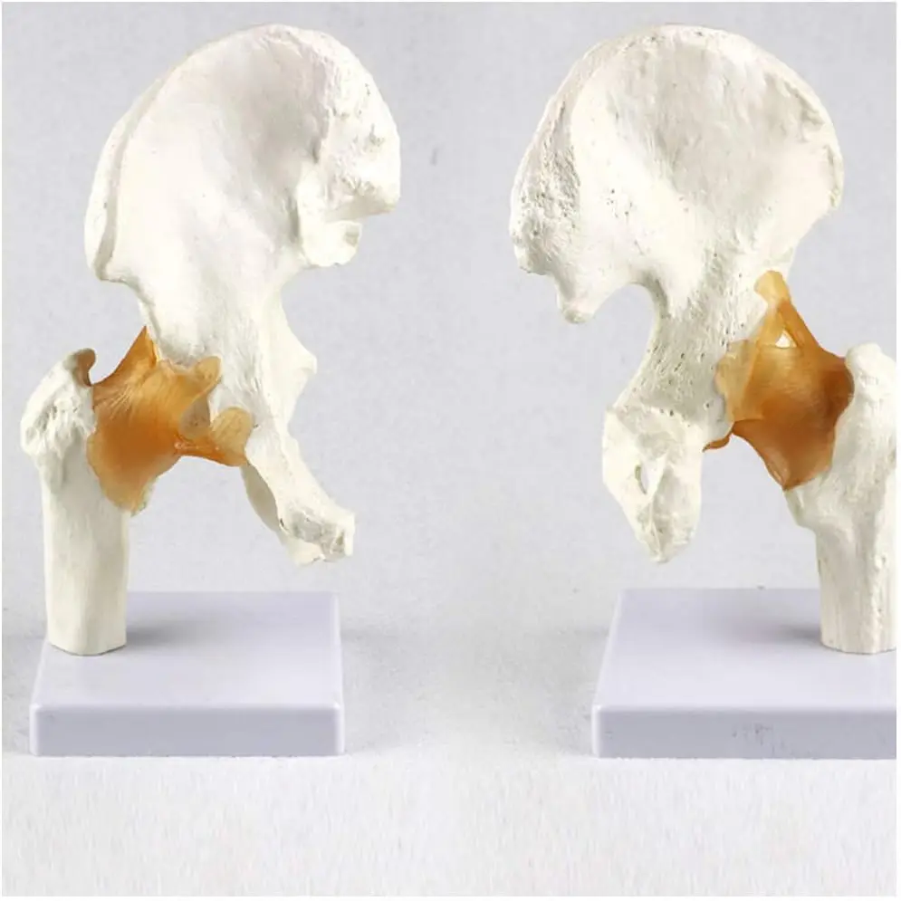 6 pcs/Set Anatomy Models Human Shoulder Elbow Hip Knee Hand Foot Joint Bone Models Human Joint Anatomy Model Science Models Huma