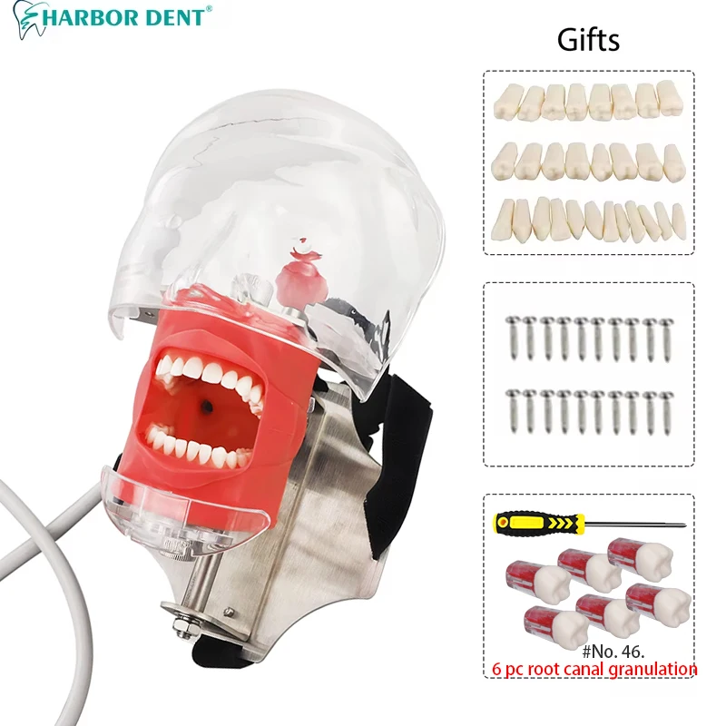 

Dental Phantom Head with Teeth for Dentist Teaching Practice Training Apparatu For Dentist Teaching Head model Dental Simulator