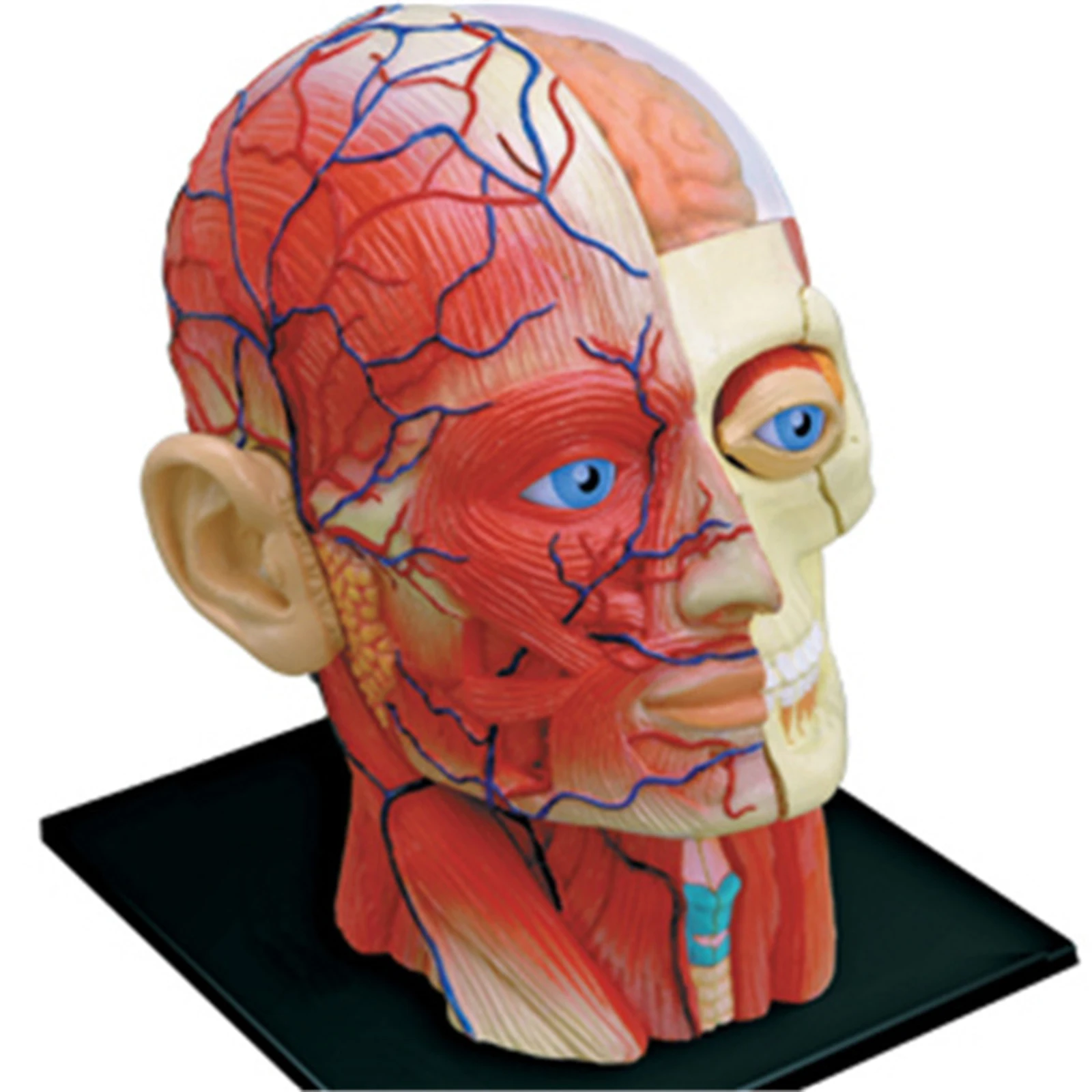 4D zmontowane ludzie szkielet Model anatomiczny materiały dydaktyczne edukacja zabawki nauki Anatomia głowa szkieletu Model anatomiczny