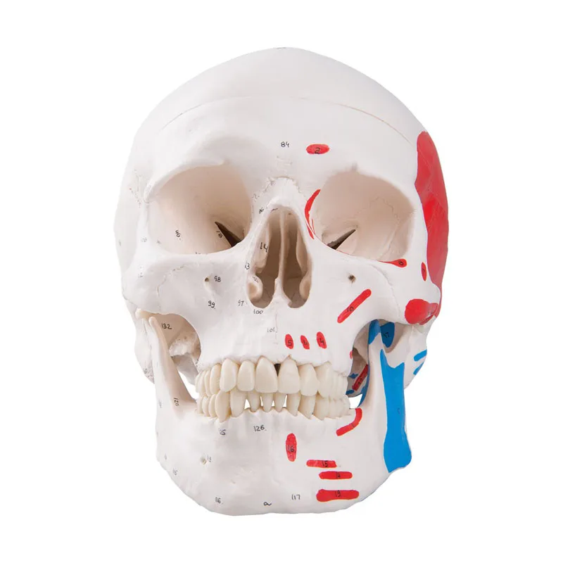 

Colored Human Skull Head Anatomy Model Medical Teaching Tools Drop Shipping