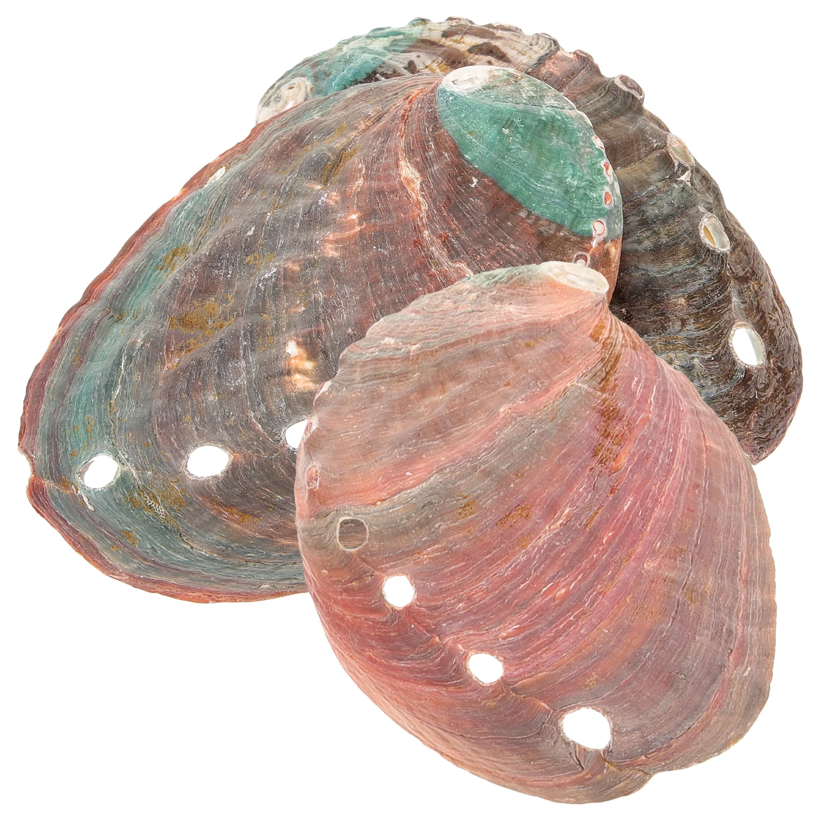 

3 Pcs Natural Shell Abalone Decorative Ornaments for Home Conch Smudging Bowl Smudge Decoration