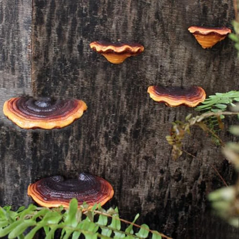 Set Of 5 Mushroom Shelf Wall Decor Small Wall Shelf Corner Wall Decor Resin For Bedroom Mushroom Decor Floating Shelves