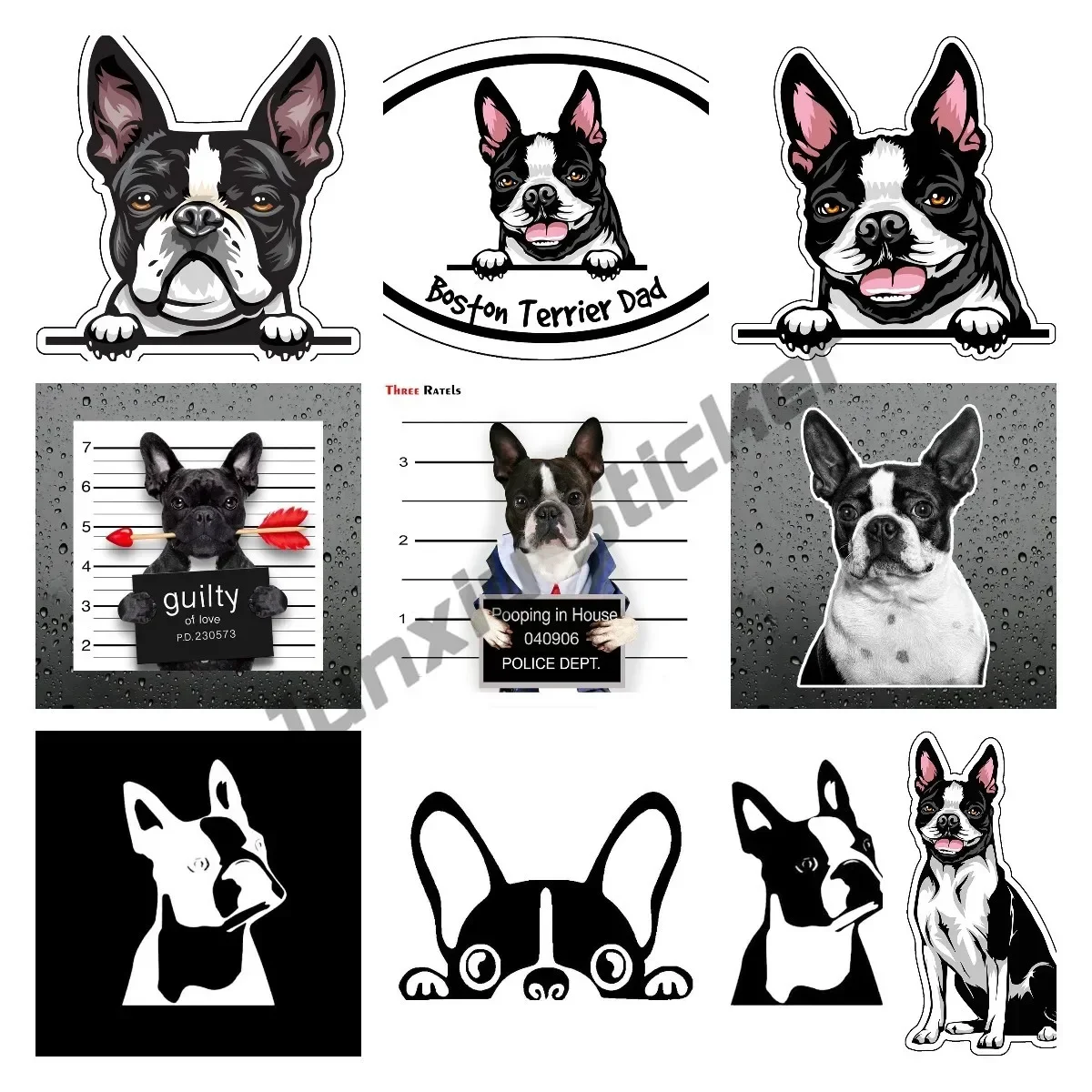 

Boston Terrier
