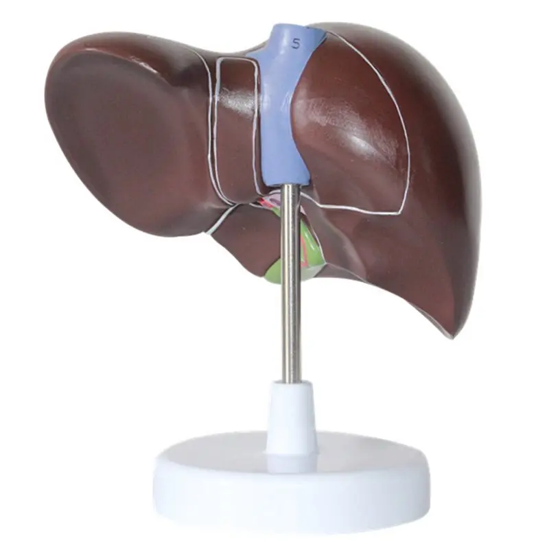 N34R-PVC Hepatic Gallbladder Bile Duct Structure Model Human Liver Simulation Model Anatomy Porta Life Size New