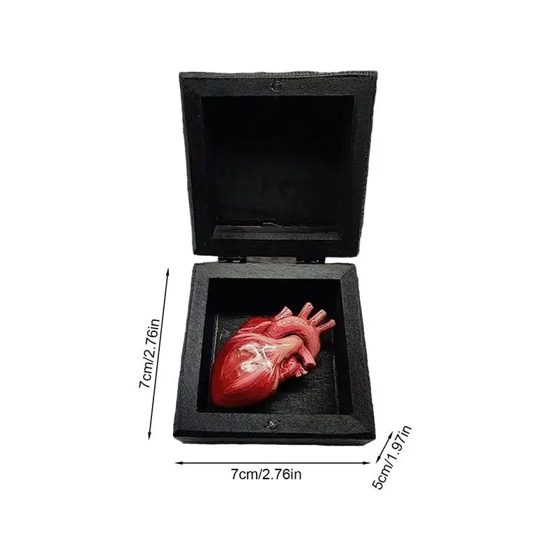 Anatomical Heart Decoration Decorative Boxes Funny Ornaments Human Heart Ornaments Bright Colors For Family