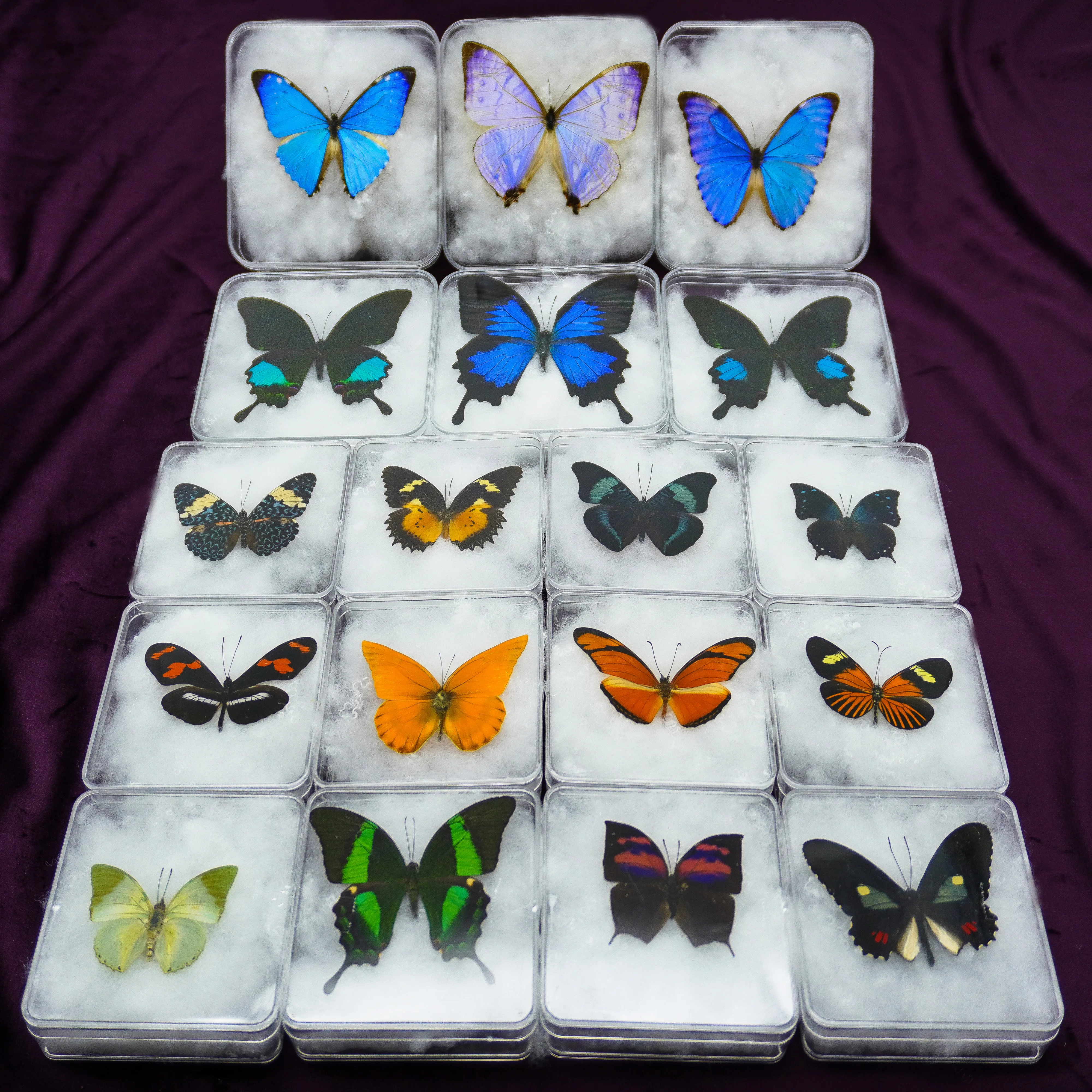 Real Butterfly Transparent Boxed Insect Rare Butterfly Specimen Home Decoration Photo Frame Display Collectibles Gift Detachable