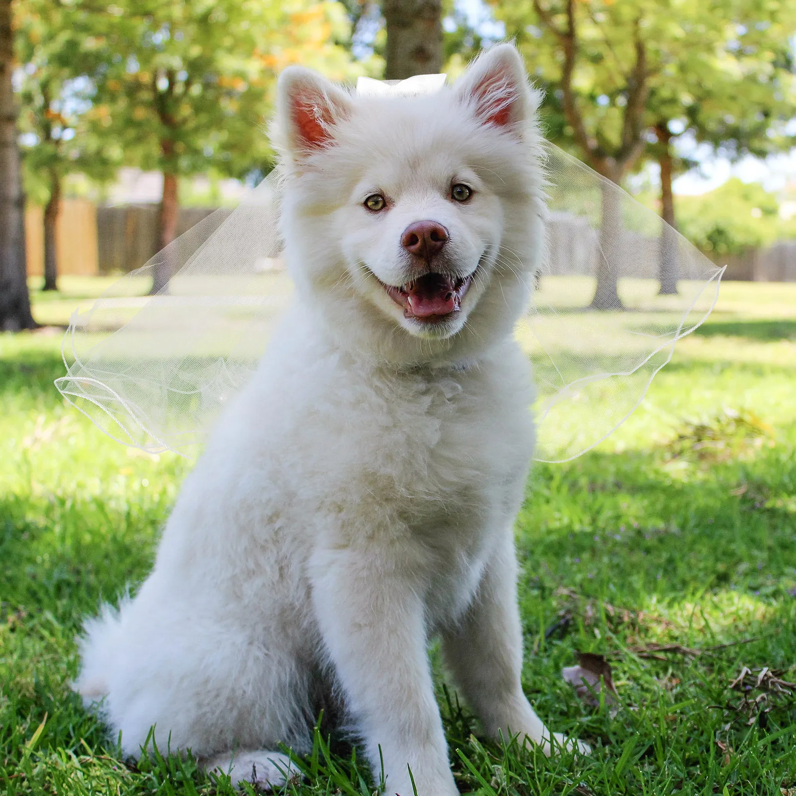 

Wedding Pet Veil Gauze Bowknot Hairpin Dog Cat Bridal Lightweight Veil Party Headwear Decoration Cat Bridal Headdress