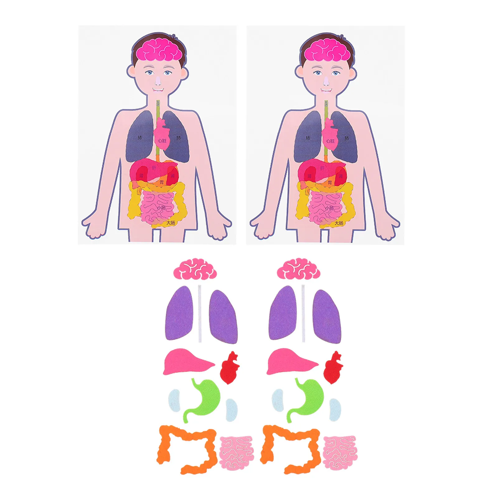 

2 Sets Human Internal Organs Teaching Aid DIY Educational Kit Cognitive Learning Education Human Torso Anatomy Plaything