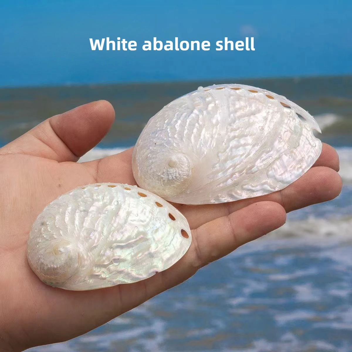 Novo natural branco pérola abalone concha concha concha tanque de peixes aquário paisagismo decoração para casa ornamentos presente