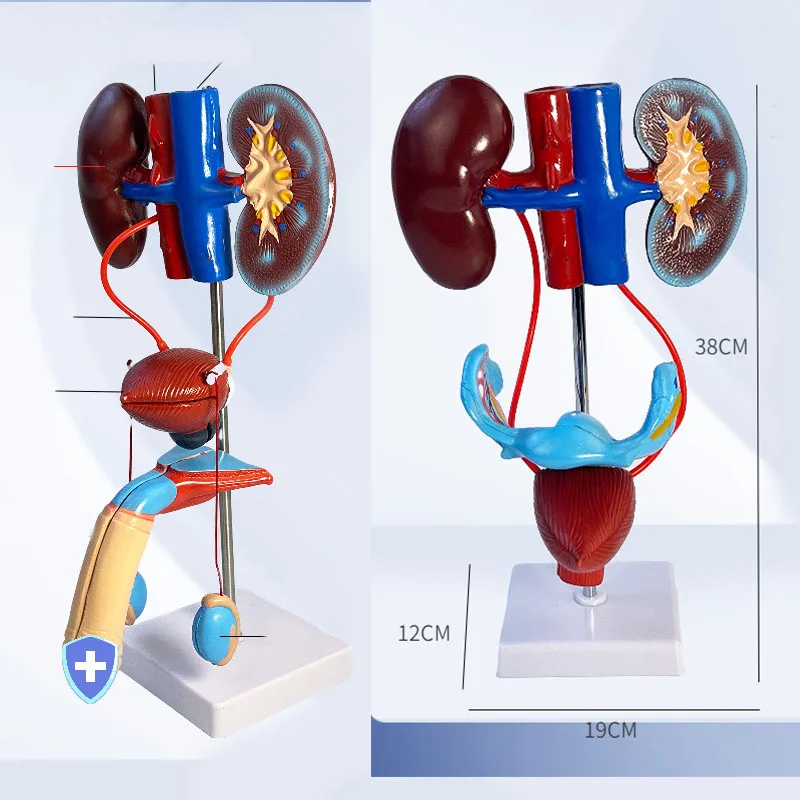 Male Female Genitourinary System Model Renal Anatomy Three-dimensional Structural Model Of Bladder And Ureter Teaching Supplies