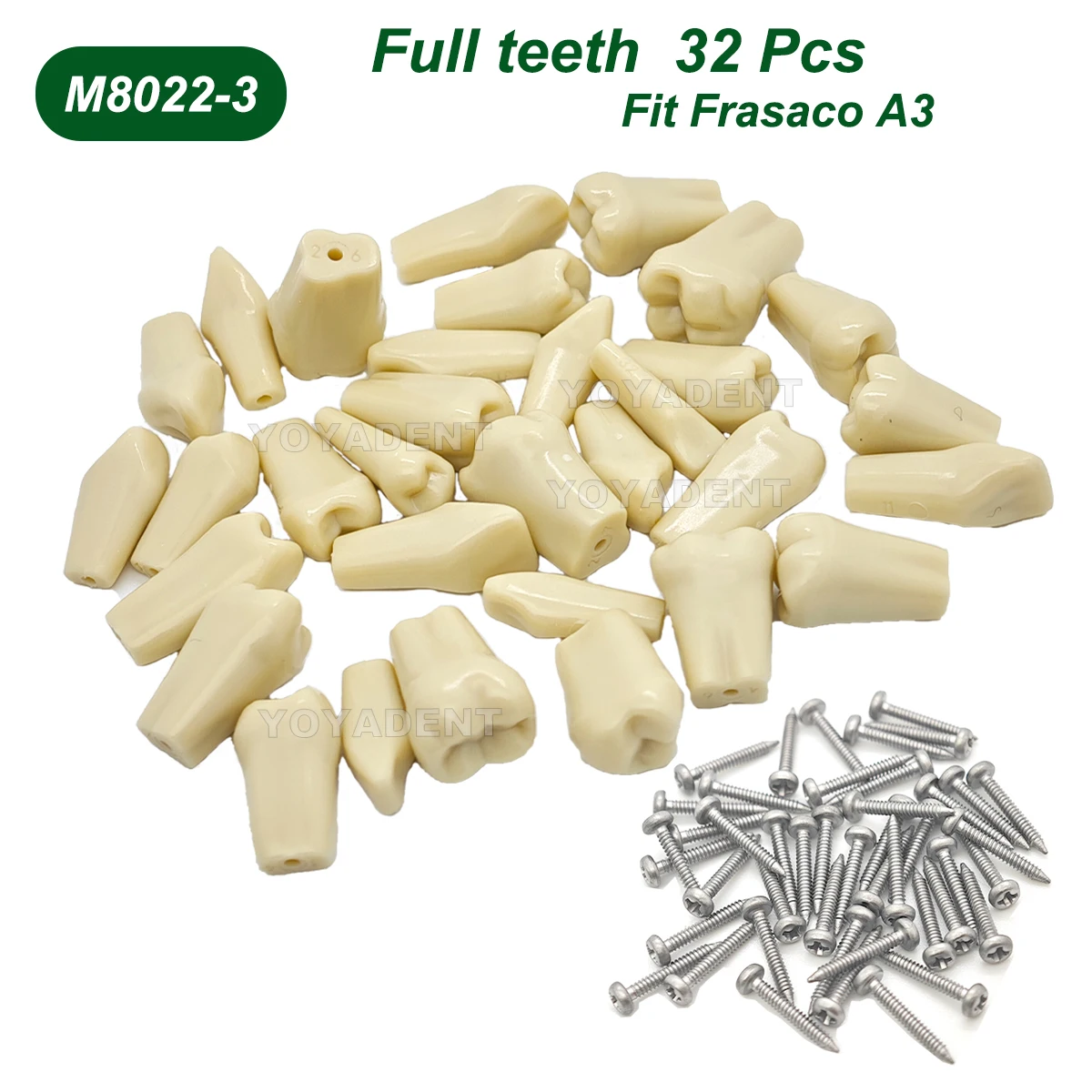 Fit Frasaco A3 Replacement Tooth Particles Dental Teeth Model Full teeth 32Pcs Dentistry Preparation Training Teach Dental Lab