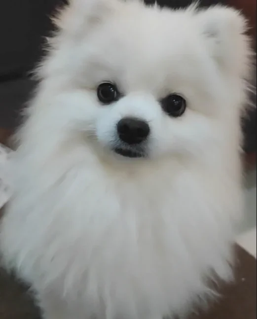 

For Mercedes-Benz A-Class W176 A200 A180 A160 A45 2012-2015 Wiper Front Wiper Blades Windshield Windscreen Window Brush 24"+19"