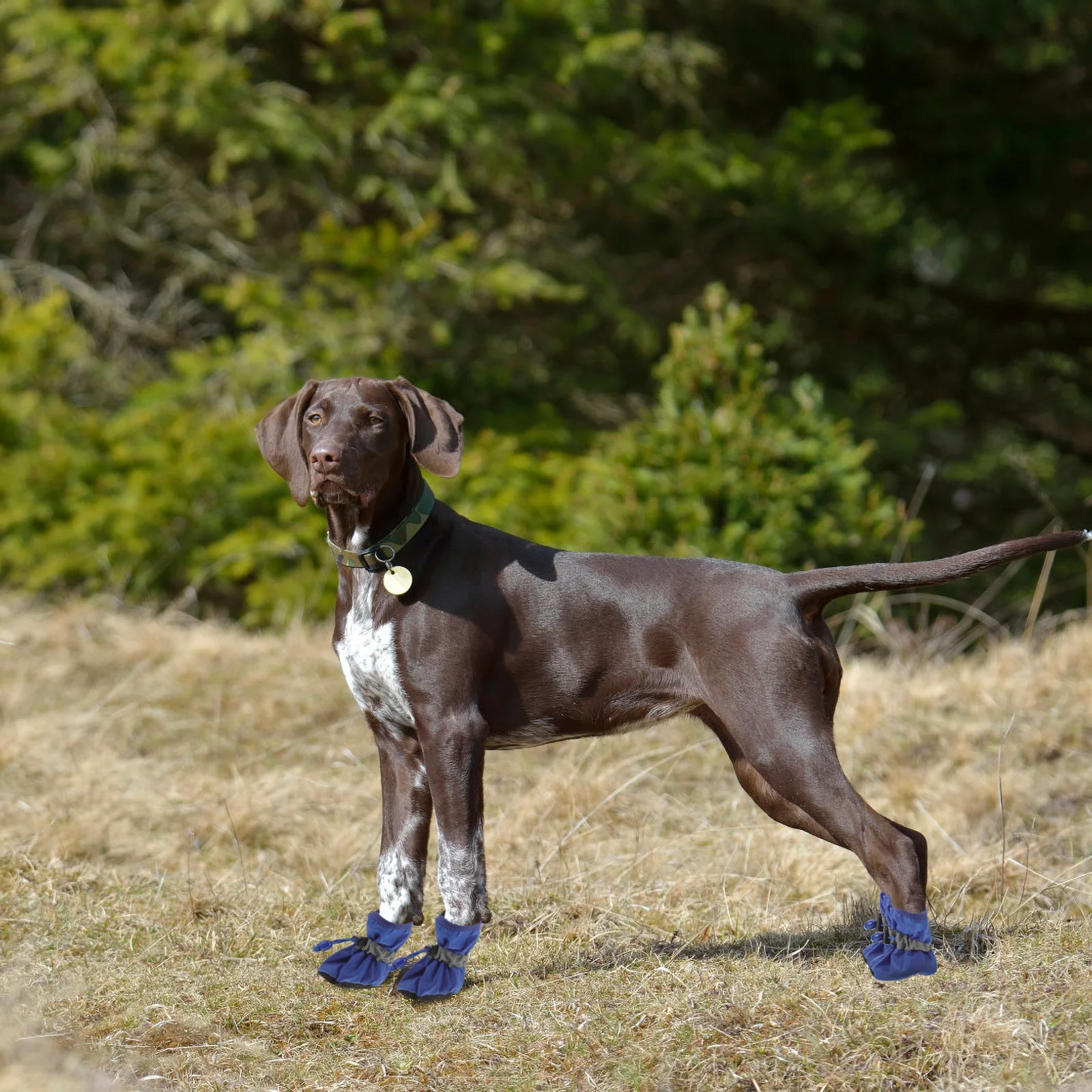 

4Pcs Dog Shoes Waterproof Anti-Slip Booties for Puppies and Dogs All-Weather Protection Xxl Blue Pet Shoes Dog Boots