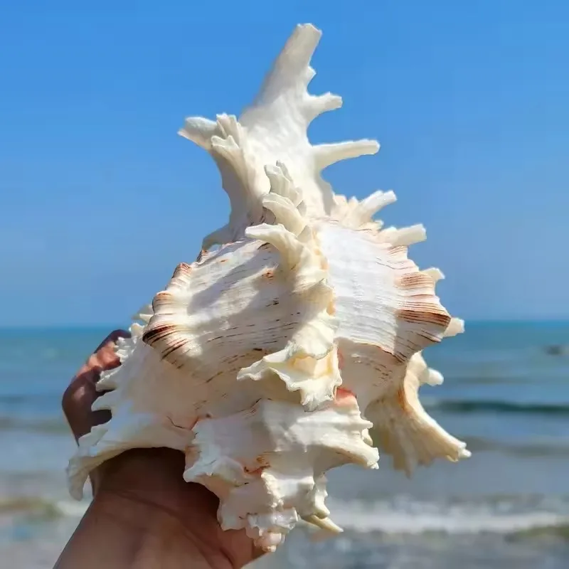 conchiglie di mare grandi