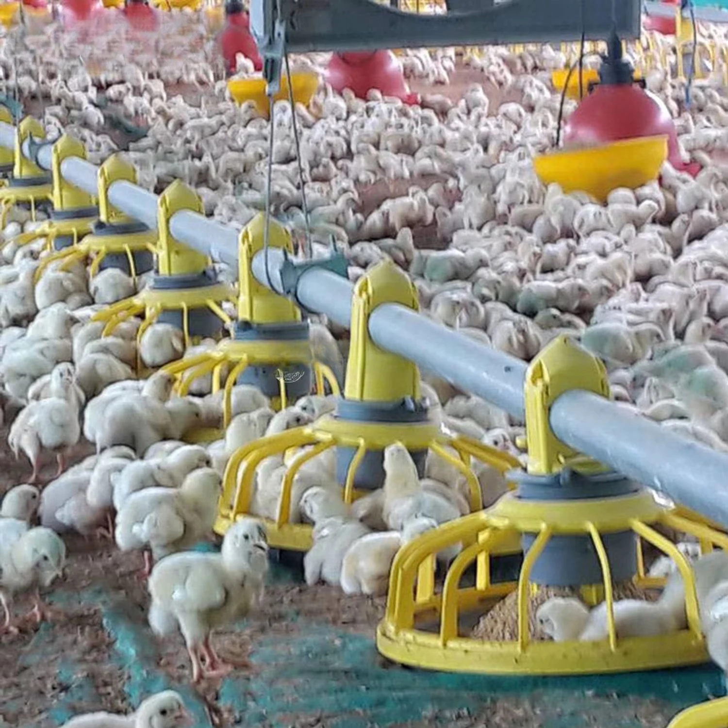 Other animal husbandry  equipment poultry farming automatic chicken feeding