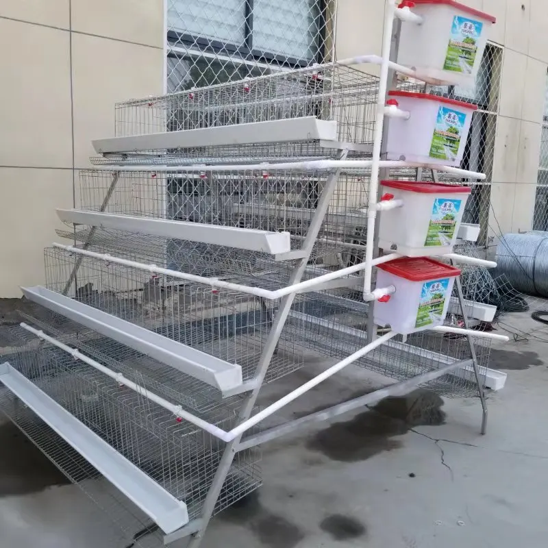 Cages à œufs de poulet en métal galvanisé, longue durée de vie, Type une couche de batterie automatique, prix d'usine en malaisie