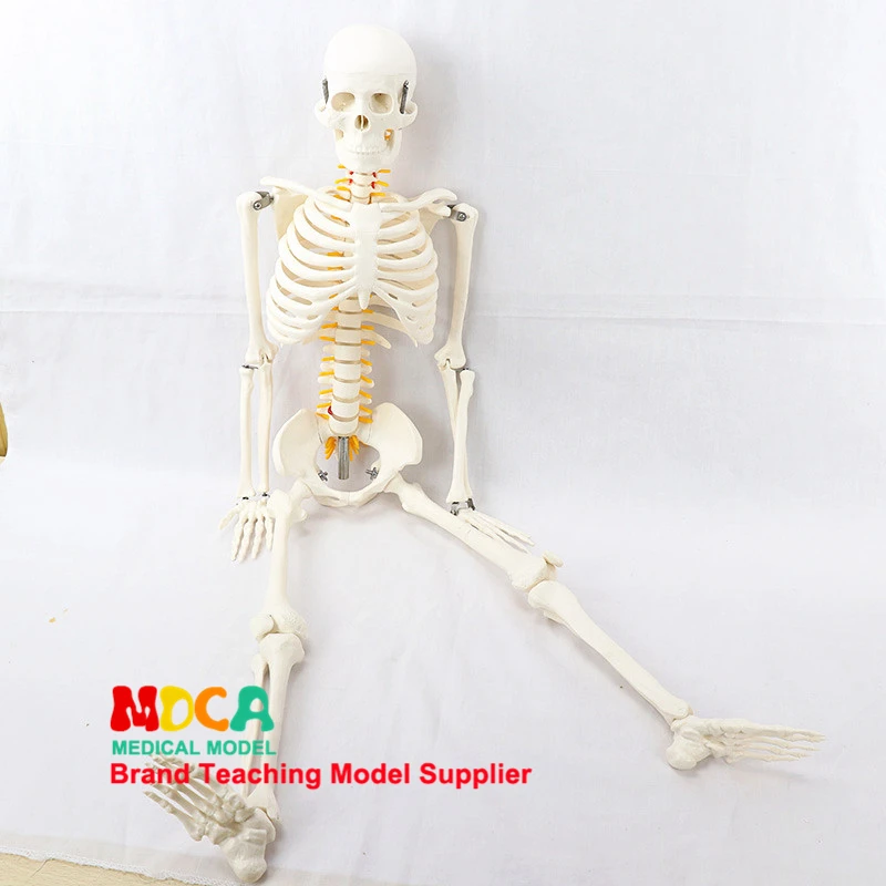 

Human Skeleton Model 85CM Life Size Bone Include Spinal nerve model Anatomical Model Medical Teaching Tool